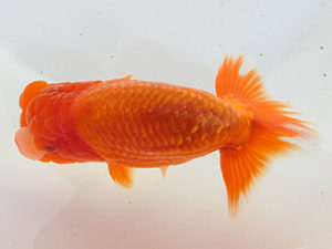 三重支部二歳会　西取締　三村和一　津市