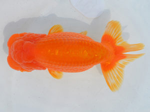 埼玉らんちう会　二歳会　立行司　惣川正気