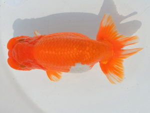 埼玉らんちう会　二歳会　取締一　水澤文彦