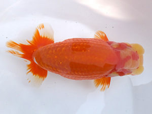 観魚会　二歳会　取締一　花田国昭　上尾市