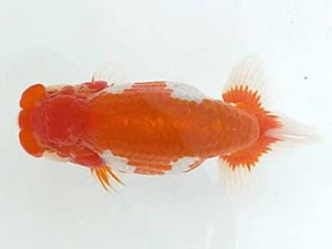 房総らんちう会　二歳会　東大関　野島隆一