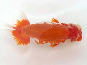 房総らんちう会　二歳会　西大関　藤川直子