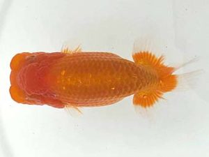 房総らんちう会　二歳会　立行司　君塚一博