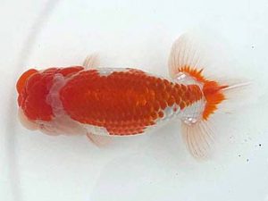 房総らんちう会　二歳会　取締一　柏野真一