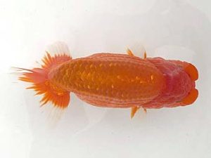 房総らんちう会　二歳会　取締二　野嶋隆一