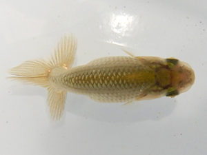 研究会　東取締　立松和三