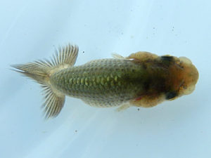 研究会　西取締　小林尚貴