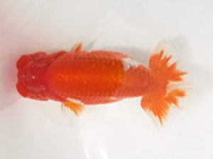 知多昇蘭会　明け二歳会　西大関　野口　弘　半田