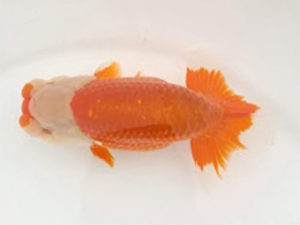 知多昇蘭会　明け二歳会　立行司　片山喜代治　常滑