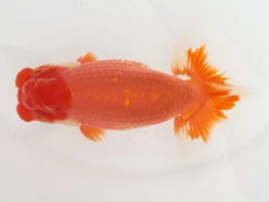 知多昇蘭会　明け二歳会　東取締　野口　弘　半田