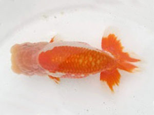 知多昇蘭会　明け二歳会　西取締　十河哲也　武豊