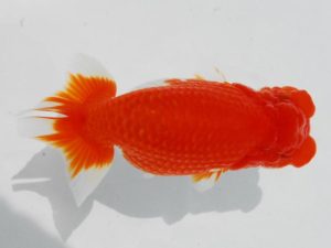 二歳会　東大関　荻谷達夫　水戸市