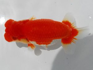 二歳会　西大関　荻谷冨士夫　水戸市