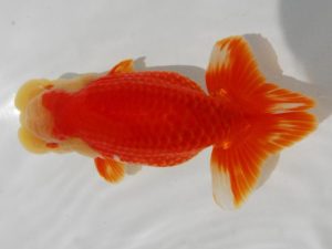 二歳会　立行司　花田国昭　上尾市