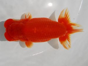 二歳会　東取締　深作正博　大洗市