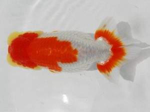 二歳会　西取締　目黒康弘　足立区