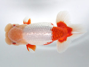 観栄らんちう会　二歳会　西大関　中川昌洋