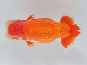 観栄らんちう会　二歳会　取締一　横山拓生