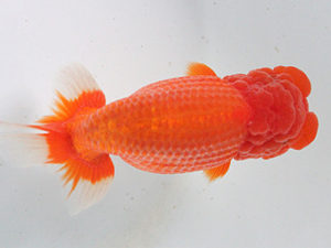 観栄らんちう会　二歳会　取締二　五十嵐　稔