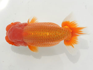 錦蘭会　春季品評大会　西大関　造田直樹　京都