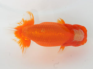 錦蘭会　春季品評大会　立行司　笹井史治　福山