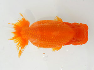 錦蘭会　春季品評大会　取締一　藤原博文　徳島