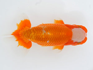 錦蘭会　春季品評大会　西大関　小林保治　堺