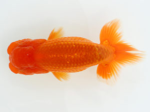 三郷らんちゅう会　二歳会　東大関　岡戸雅邦