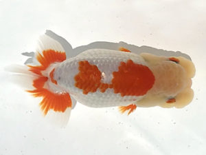 二歳会　立行司　松田　勝　仙台市