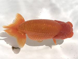 二歳会　取締一　奥津虎之介　石巻市