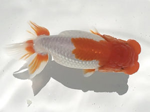 二歳会　取締二　輿石伸吾　仙台市