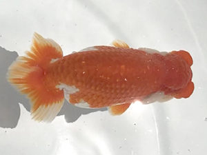 二歳会 東関脇　安藤修司　須賀川市