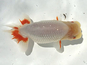 二歳会 東小結　光山郁雄　山形