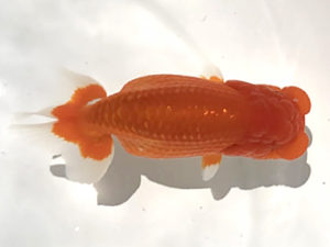 二歳会 西小結　輿石伸吾　仙台市