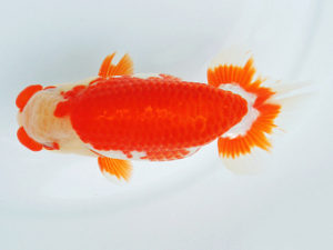 二歳会　東大関　山田芳人　清須