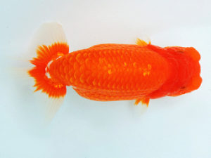 二歳会　西大関　渡辺　敦　犬山