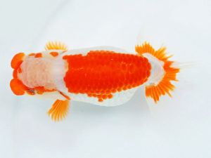 二歳会　立行司　山田芳人　清須