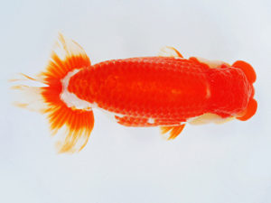 二歳会　東取締　小濱照明　三重