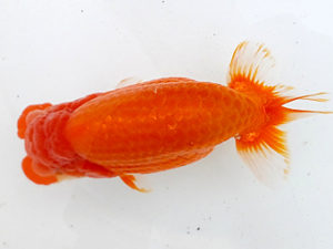 二歳会　西大関　中村正志