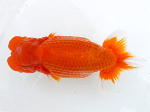 二歳会　立行司　北島欣一