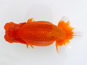 二歳会　取締一　北島欣一