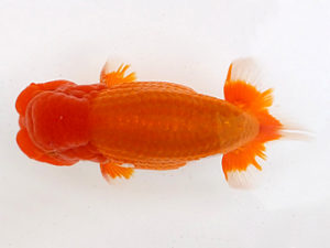 二歳会　取締二　佐俣　幸