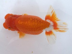 二歳会　東大関　青木和久