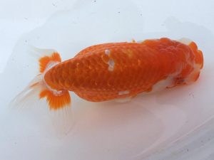 二歳会　西大関　塚本睦美