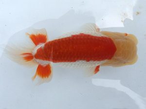 二歳会　立行司　鈴木克己