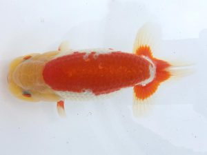 二歳会　取締一　小谷正利