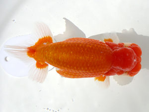 弐歳会　西大関　青木三吉　青梅