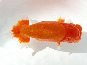 弐歳会　立行司　中村健一　さいたま