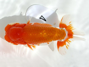 弐歳会　取締一　青木三吉　青梅