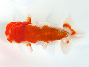 弐歳会　取締二　荘司三郎　新宿